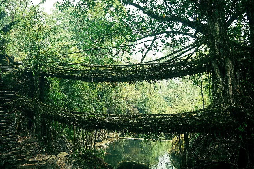 Foto del ponte di radici in India
