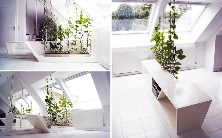 Idee per dividere una stanza in modo economico con le piante n.01