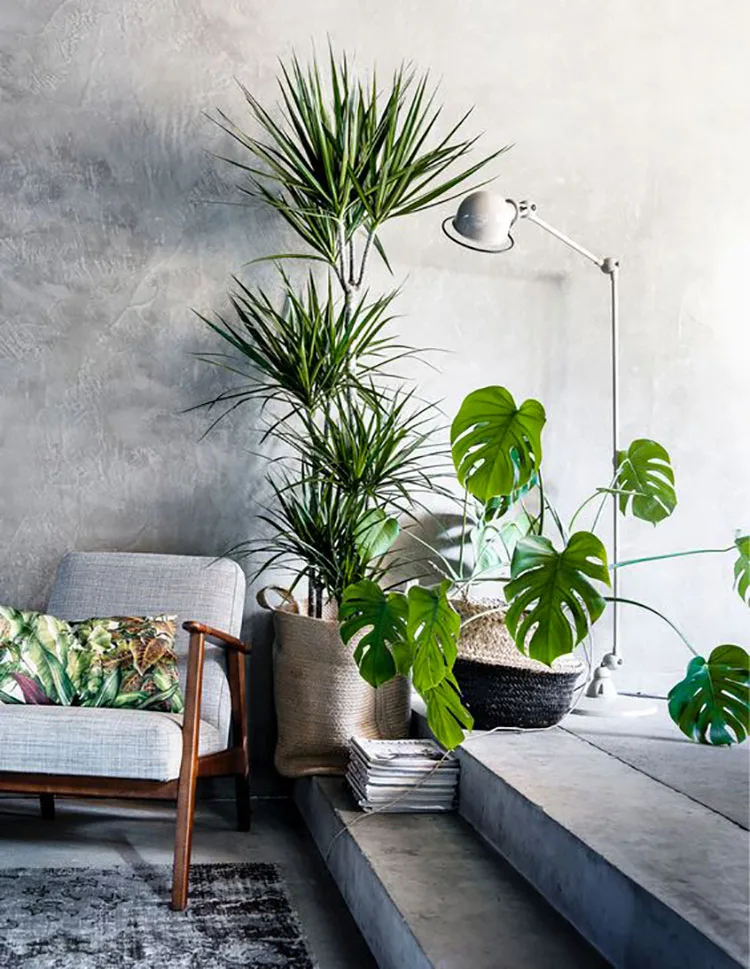 Idee per arredare con piante da soggiorno n.23