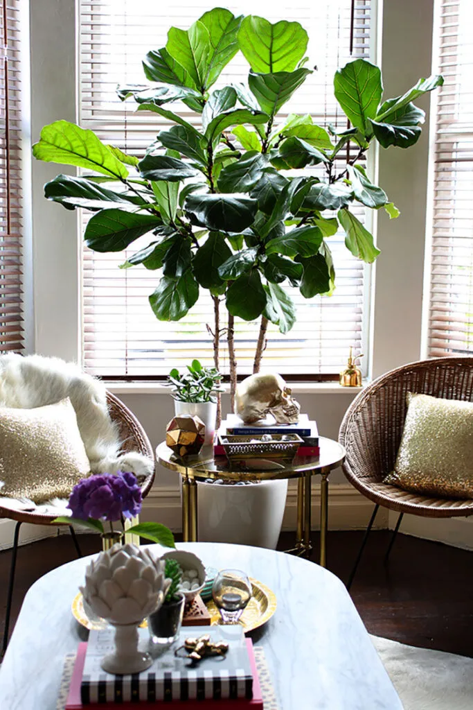Pianta Ficus Lyrata per arredare il soggiorno