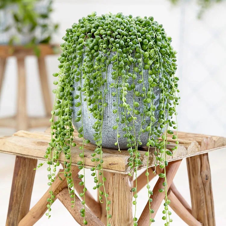 Pianta Senecio Rowleyanus per arredare il soggiorno