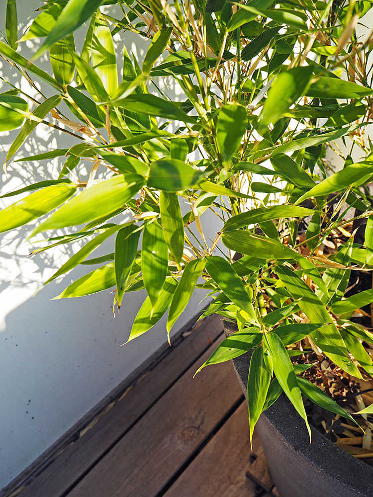 Bamboo per arredare il terrazzo
