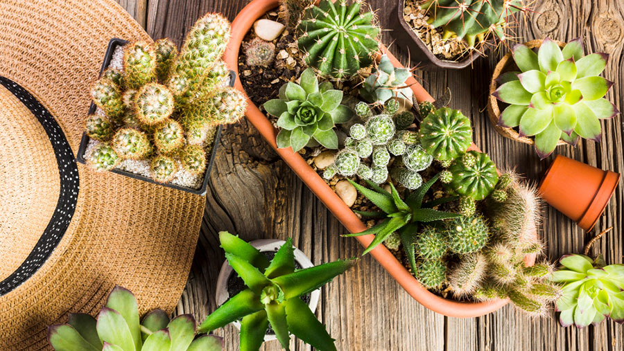 Piante grasse per arredare il terrazzo